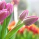 Beautiful Tulips In A Florist - VideoHive Item for Sale