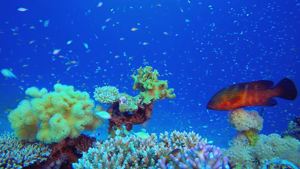 Underwater Tropical  Reef View