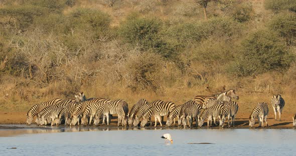 Plains Zebras Drinking Water - Kruger National Park 