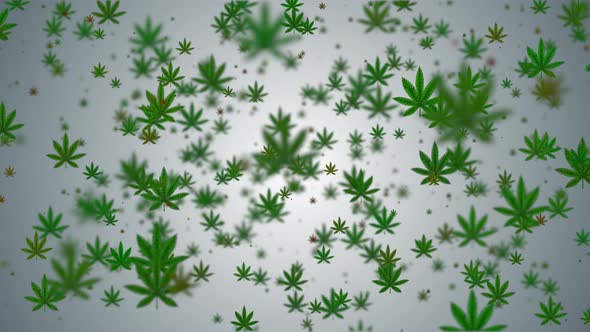 Lovely Green Cannabis Leaves Marijuana