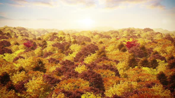 Aerial Autumn Over Forest