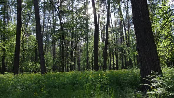 Summer Forest with Pine Trees Slow Motion