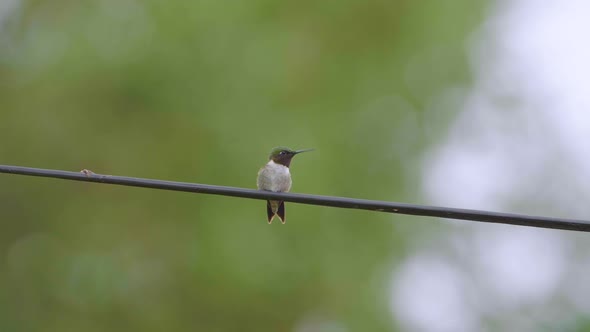 Adorable Ruby-throated hummingbird shows its iridescent throat plumage and then flies off in slow mo