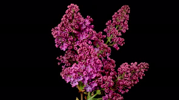 Beautiful Time Lapse of Opening Violet Flower of Lilac on a Black Background