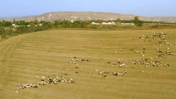 Sheep Graze in a Field Next To the Kibbutz Beit Zera in Israel