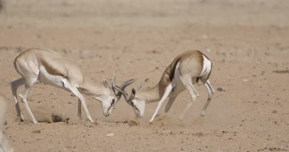 Springboks Lock Horns