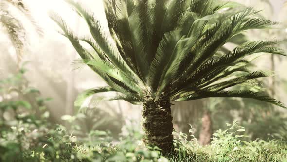 Green Jungle of Malaysia with Sun Rays