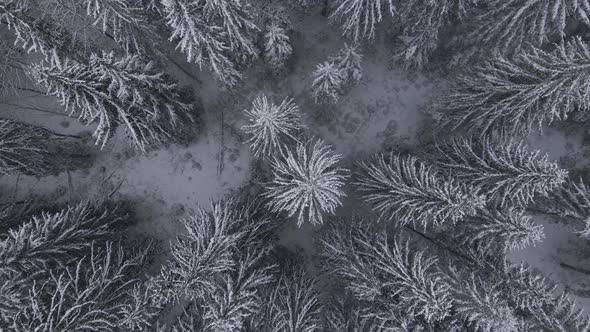 Winter Forest Snow Carpathian Top Down View on Pine Trees Aerial  Drone Video