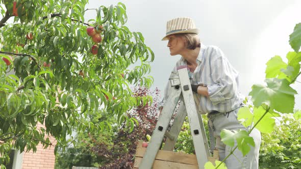 Attractive woman in trendy summer hat picking delicious peaches from trees.