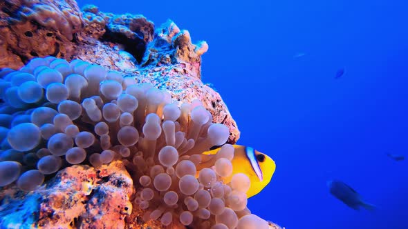 Tropical Clownfish and Sea Anemones