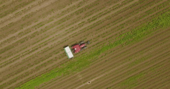 Tractor spreading fertilizer over young corn crops