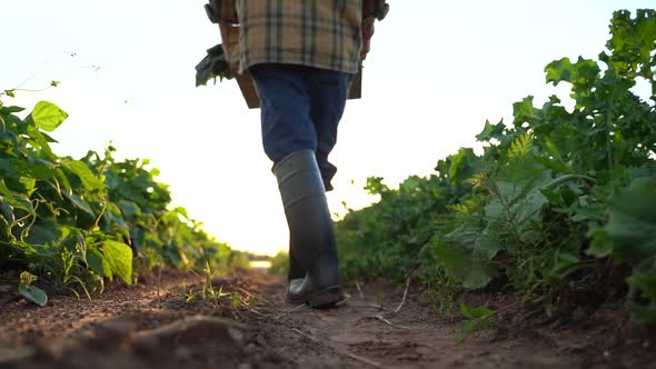 Back view of man farmer carrying harvest wearing rubber boots in green field in the rays of the sun