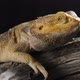 Portrait of a Bearded Dragon (Pogona Vitticeps) in a Terrarium - VideoHive Item for Sale