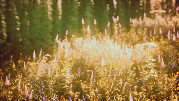 Wild Field Flowers at Summer Sunset