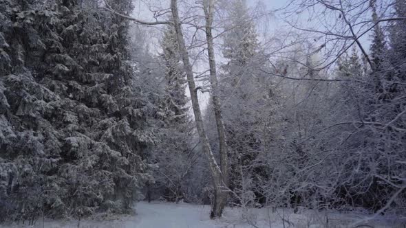 Beautiful Winter Forest with Branches Covered with Frost and Snow