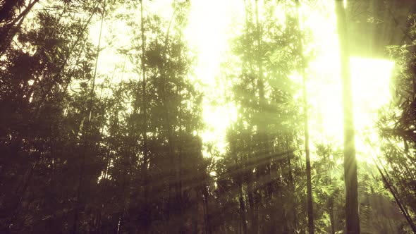 Green Bamboo in the Fog with Stems and Leaves