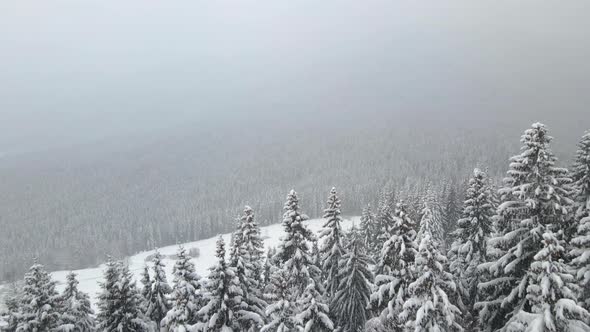 Aerial foggy landscape with evergreen pine trees covered with fresh fallen snow after heavy alt