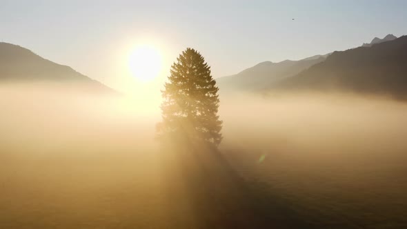 Drone Over Lone Tree In Sunlit Misty Landscape Of Zell Am See