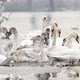 White Swans on Winter River - VideoHive Item for Sale