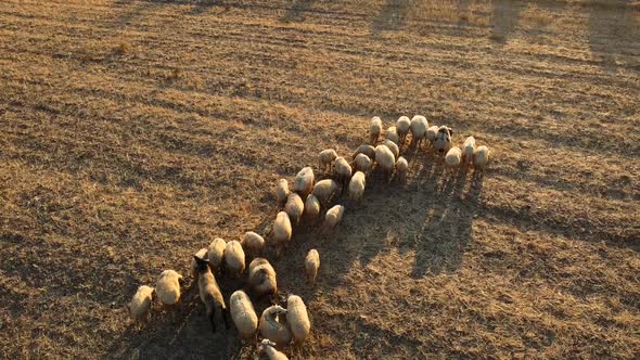 Flock of Sheep in a Field