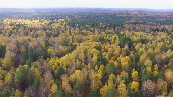 Aerial View of a Highway in an Autumnal Forest From a Drone