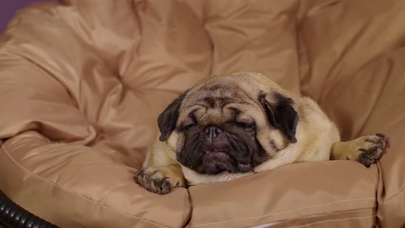 Close Up of Cute Pug Lying on Armchair and Breathing with Her Mouth Open