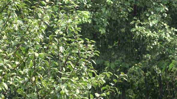 Heavy Rain on Leaves