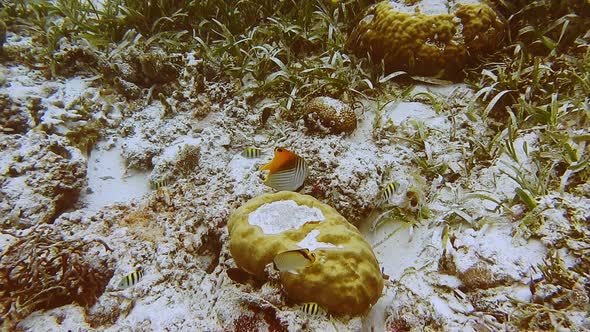 Intact Colorful Coral Reef with Many Tropical Fishes in Raja Ampat Indonesia