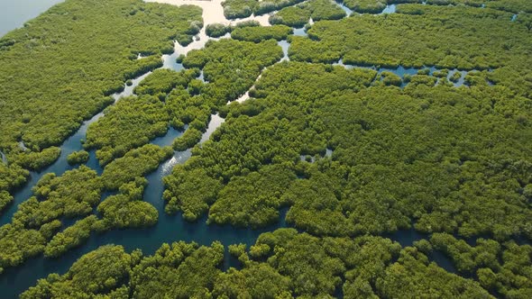 Mangrove Forest in Asia