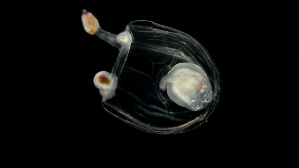 Small Jellyfish Under a Microscope, Class Hydrozoa, Type Cnidaria, Family: Corymorphidae, the Video