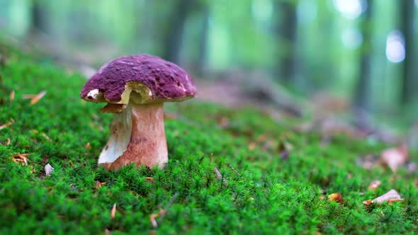 White Mushroom in Summer Forest