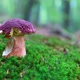 White Mushroom in Summer Forest - VideoHive Item for Sale