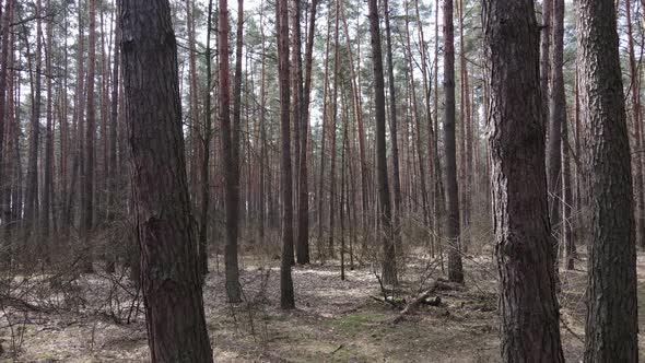 Trees in a Pine Forest During the Day Aerial View