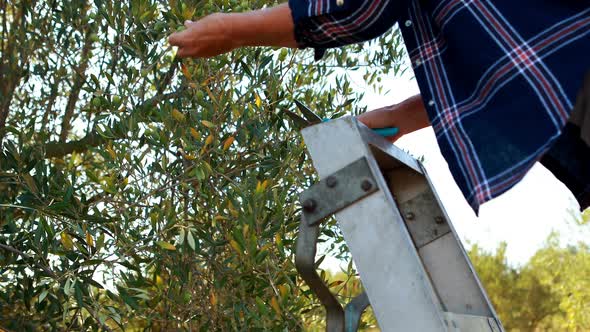 Woman pruning olive tree in farm