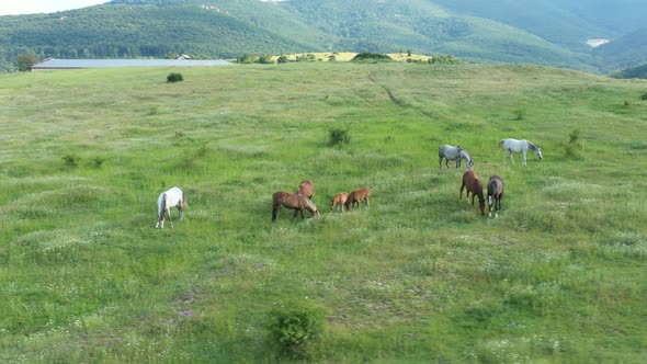 Aerial View Of Horses