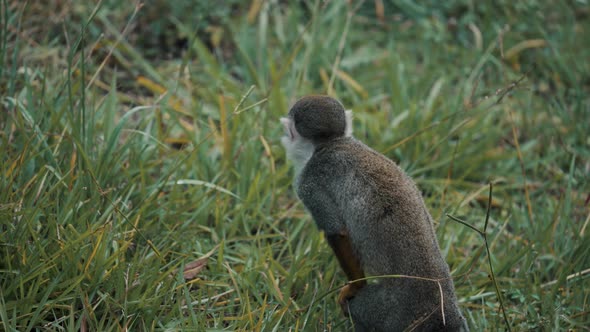 Rear View Of A Tiny Portrait Of Humboldt's Squirrel Monkey Amongst Green Grass In Brazil. Close Up