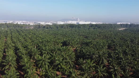 Drone view move over oil palm plantation