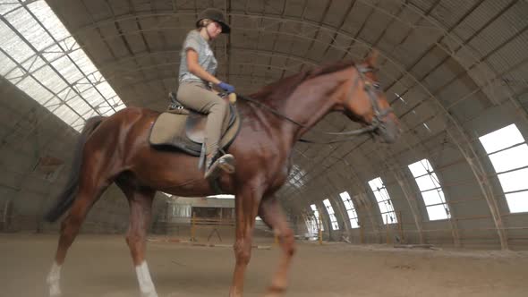 A girl trains a horse in an arena. Horse riding, horse racing, jumping