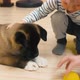 Boy caressing puppy who playing with ball - VideoHive Item for Sale