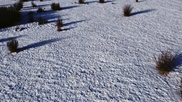 Bushes dry in the winter field flyover