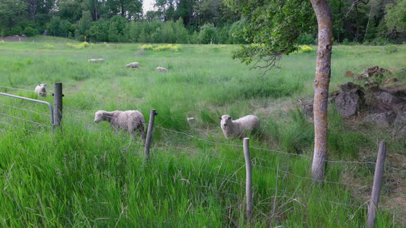 Beautiful view of white sheep on green pasture on beautiful summer day. Sweden.