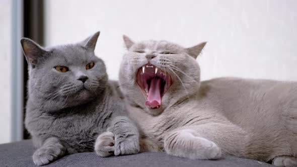 Two Yawning Sleepy Gray Fluffy Cats Lie on a Soft Pillow Hugging