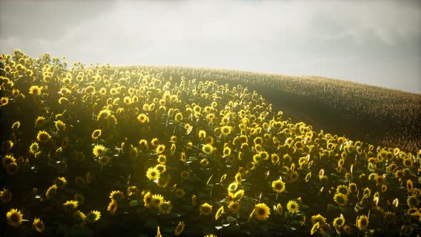 Beautiful Sunflowers and Clouds in a Texas Sunset