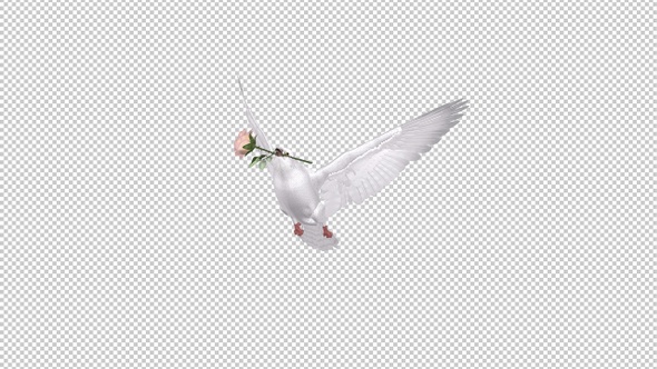 White Dove with Pink Rose - 4K Flying Transition - Alpha Channel alt