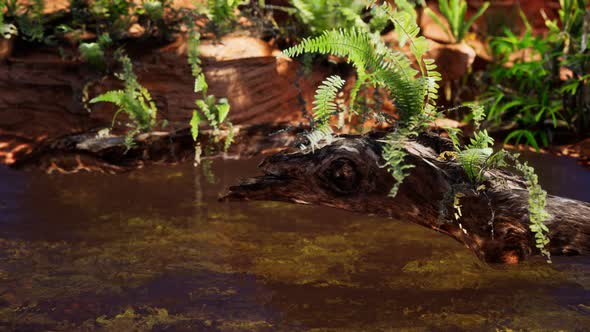 Tropical Golden Pond with Rocks and Green Plants