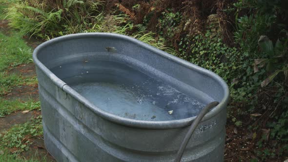 Filling a Galvanized Oval Tub with cold water for a therapy bath