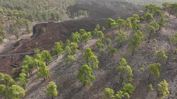 Tenerife Canary Islands Volcanic Landscape in Teide National Park