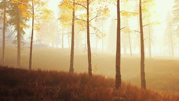 Sunrise Fog in Birch Tree Forest