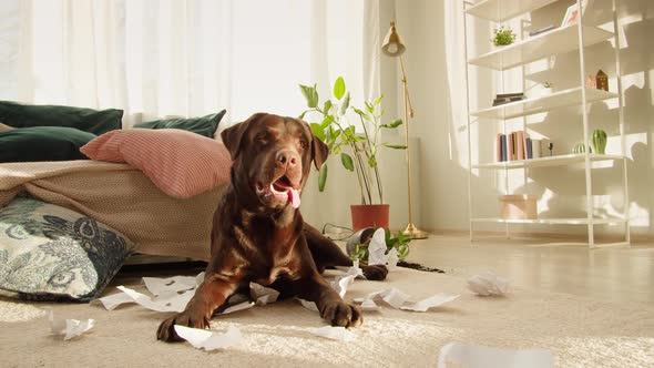 Naughty Labrador Dog Portrait