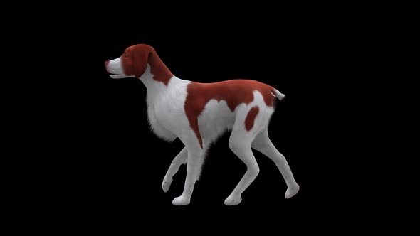 Brittany Dog Fast Walk Side View